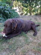 bullo vi aspetta labrador chocolate